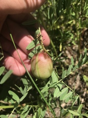 Astragalus canadensis