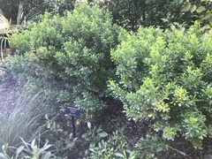 Baccharis dioica
