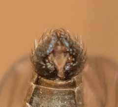 Lasiopogon woodorum