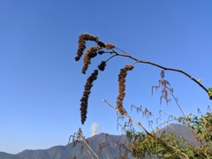 Girardinia diversifolia