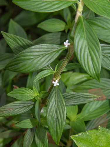 Spermacoce ocymifolia