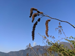 Girardinia diversifolia