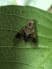 Chrysopilus quadratus