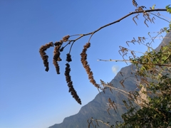 Girardinia diversifolia