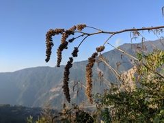 Girardinia diversifolia