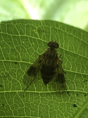 Chrysopilus quadratus