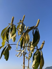 Leucosceptrum canum