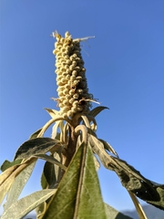 Leucosceptrum canum