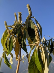 Leucosceptrum canum