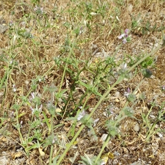 Stachys cretica