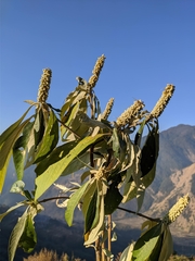 Leucosceptrum canum