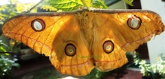 Antheraea cingalesa