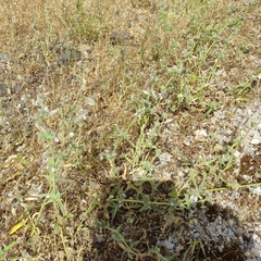 Stachys cretica