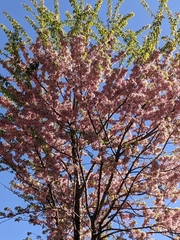Prunus cerasoides