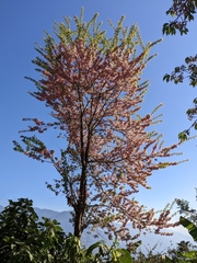 Prunus cerasoides