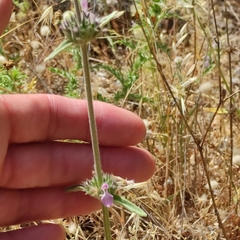 Stachys cretica