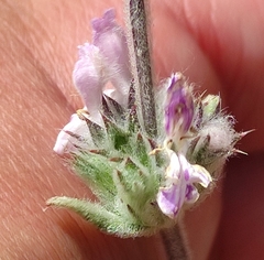 Stachys cretica