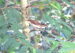 Malacopteron cinereum