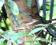 Malacopteron cinereum