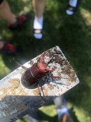 Lucanus capreolus