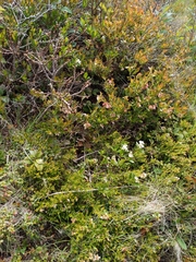 Vaccinium boreale