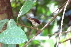 Malacopteron cinereum