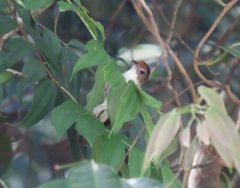 Malacopteron cinereum