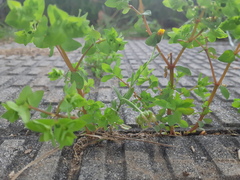 Euphorbia peplus