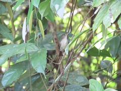 Malacopteron cinereum