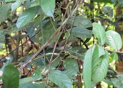 Malacopteron cinereum