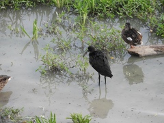 Plegadis falcinellus