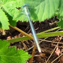 Platycnemis pennipes