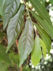 Diospyros acapulcensis