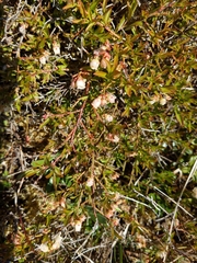 Vaccinium boreale