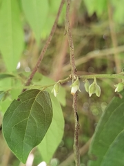 Diospyros acapulcensis