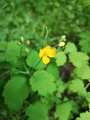 Chelidonium majus