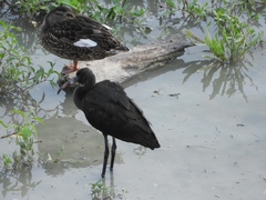 Plegadis falcinellus