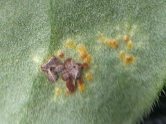 Puccinia arenariae