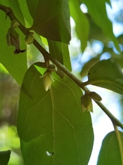 Diospyros acapulcensis
