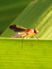 Ocnerioxyna gracilis