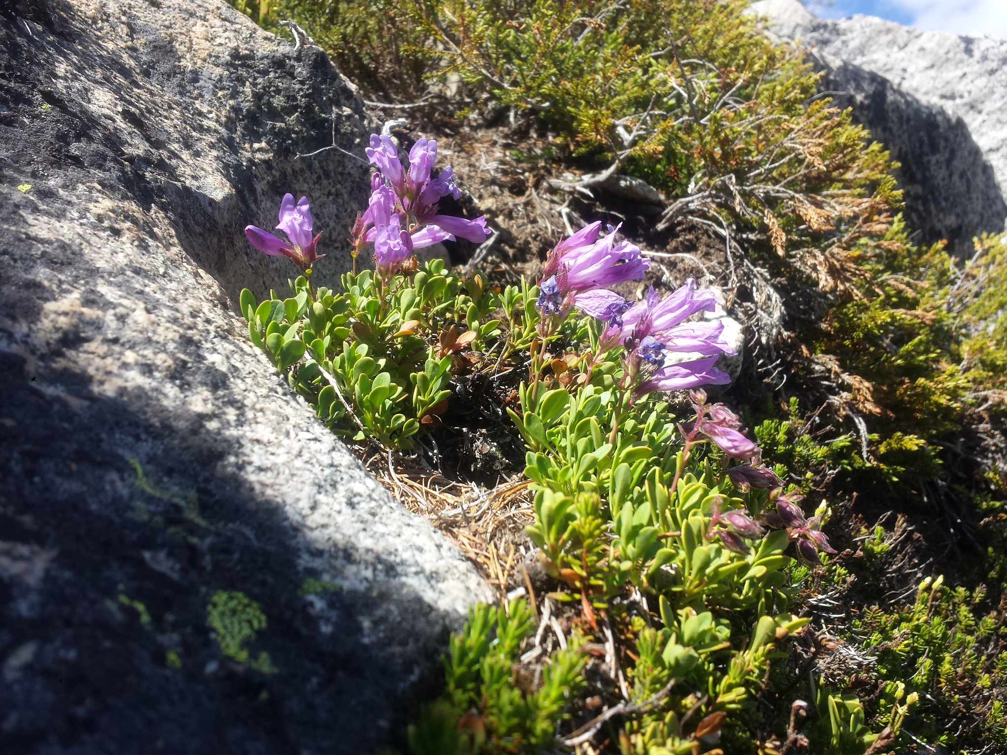 Penstemon davidsonii var. davidsonii