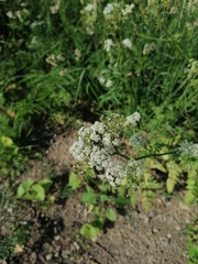 Anthriscus sylvestris