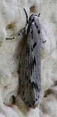 Ethmia discostrigella