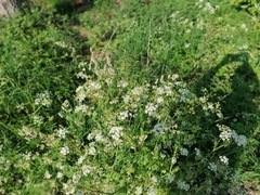 Anthriscus sylvestris