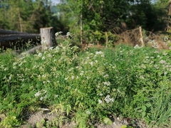 Anthriscus sylvestris