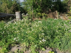 Anthriscus sylvestris