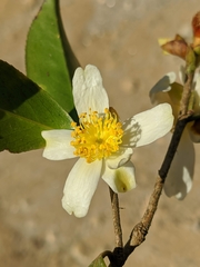 Camellia kissii