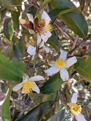 Camellia kissii