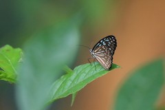 Ideopsis
