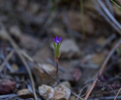Githopsis diffusa robusta